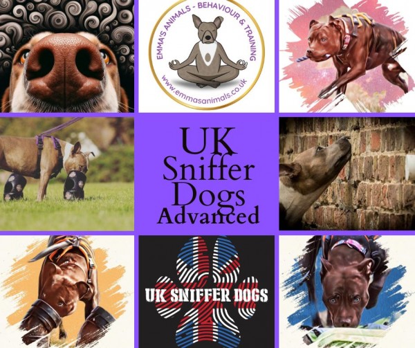 UK Sniffer Dogs Advanced Classes