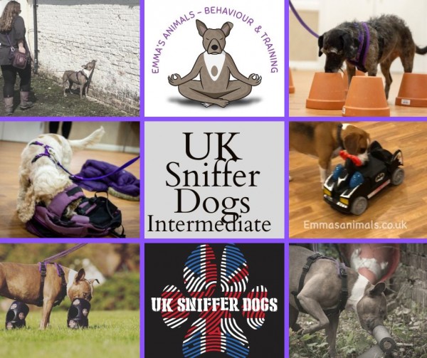 UK Sniffer Dogs Intermediate Classes