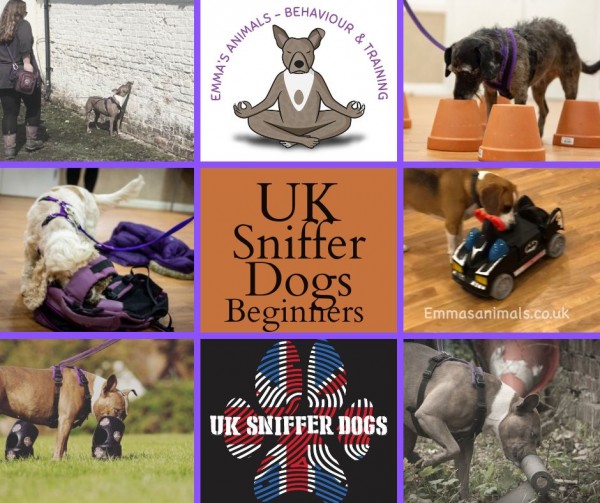 UK Sniffer Dogs Beginner Classes